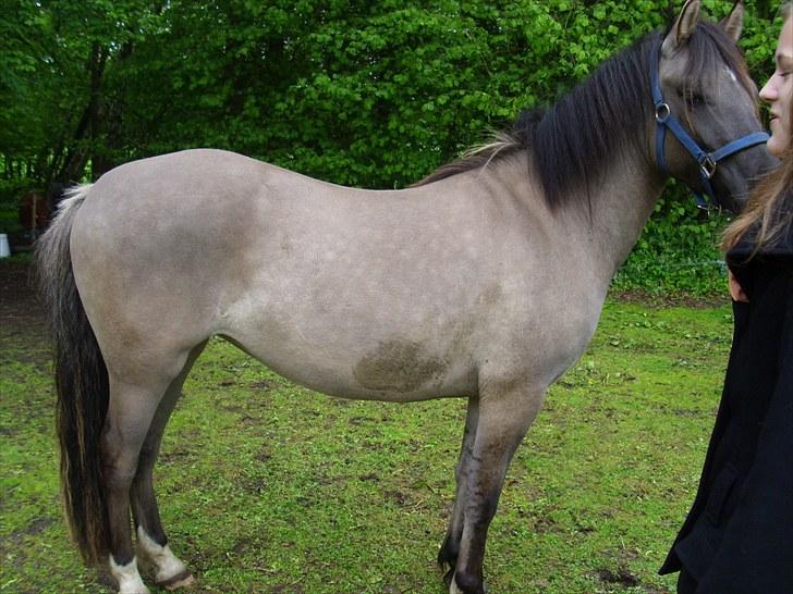 Anden særlig race Skovbjerggaards Astucia billede 3