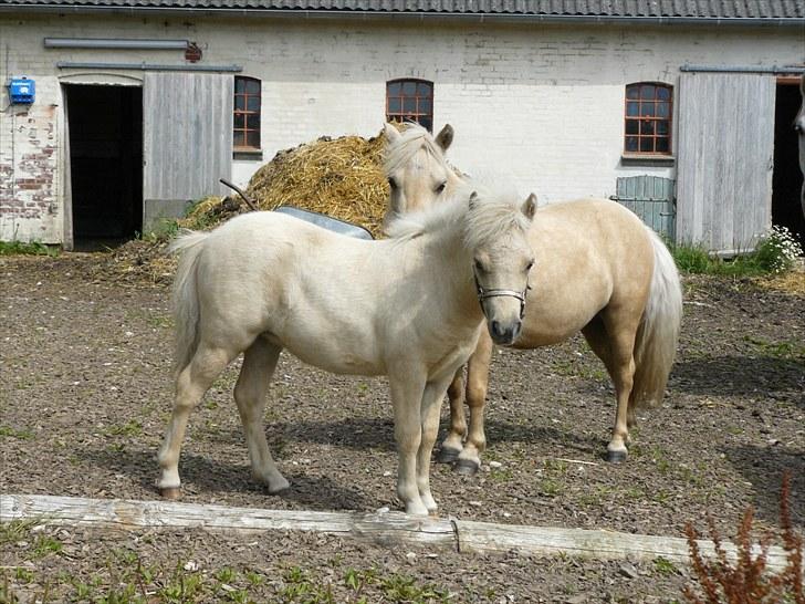 Palomino BW's Creme Unique billede 7