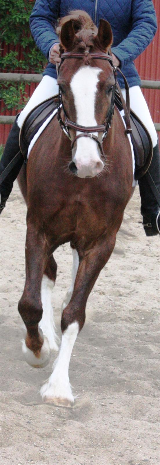 Welsh Cob (sec D) Not Again billede 19