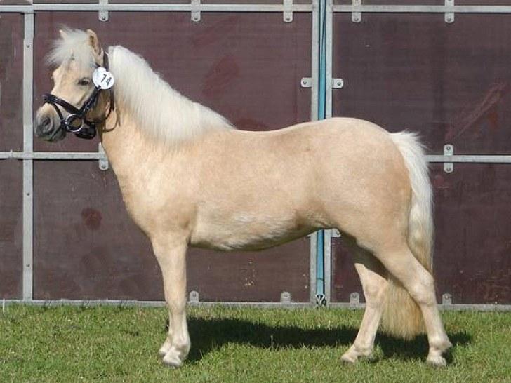 Palomino BW's Creme Unique billede 12