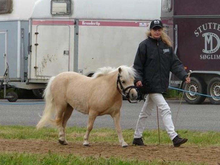 Palomino BW's Creme Unique billede 13