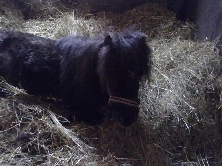 Shetlænder Goliath The Terminator - Du skal ikke finde en du kan leve med, - du skal finde en du ikke kan leve uden <3 billede 4