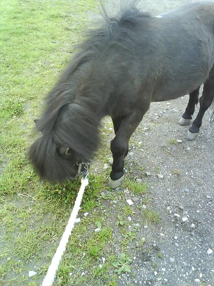 Shetlænder Goliath The Terminator - Love is like a war, easy to start, difficult to stop, and never to forget <3 billede 3