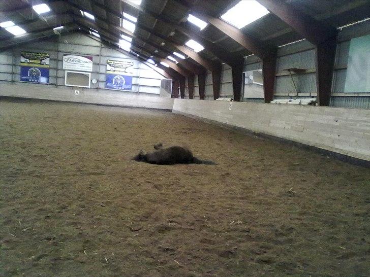 Shetlænder Goliath The Terminator - Hvis intet varer evigt - så er vi det intet, som vare for evigt <3 billede 2