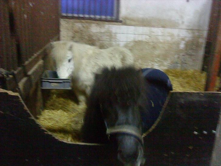 Shetlænder Goliath The Terminator - En dag tog jeg mig selv i at smile uden grund. Så indså jeg at det var fordi jeg tænkte på dig <3 billede 5