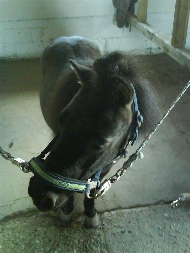 Shetlænder Goliath The Terminator - Jeg vil gerne vågne op fra drømmende fordi, virkeligheden med dig er bedre <3 billede 6