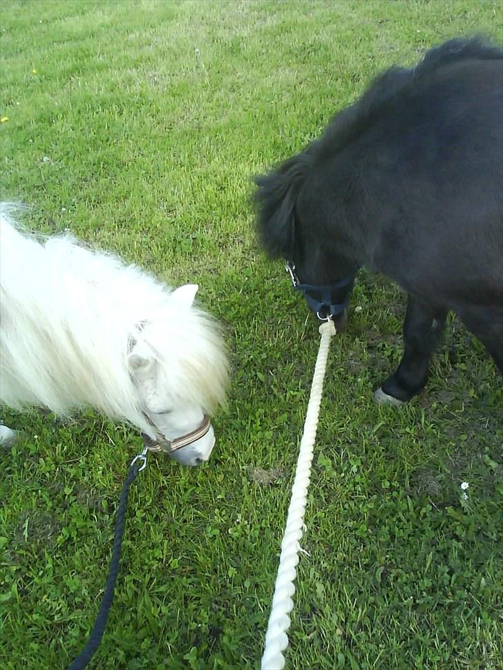 Shetlænder Goliath The Terminator billede 7