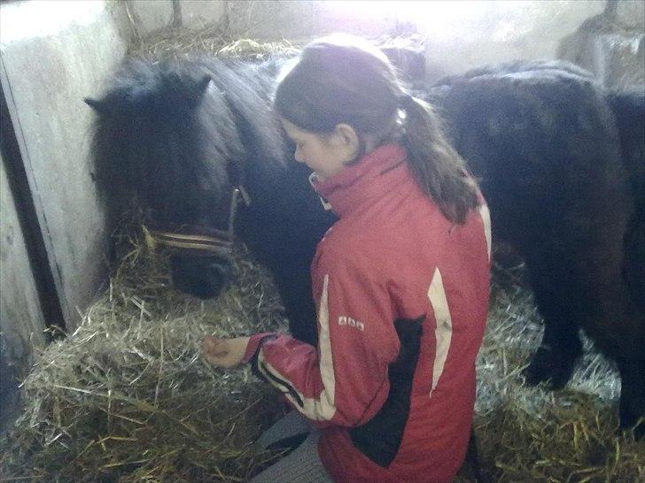 Shetlænder Goliath The Terminator - Når verden vender rundt, er du mit vendepunkt <3 billede 8