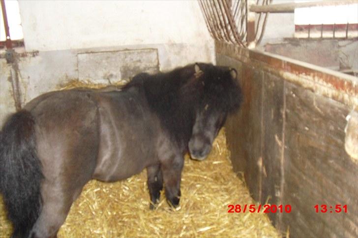 Shetlænder Goliath The Terminator billede 9