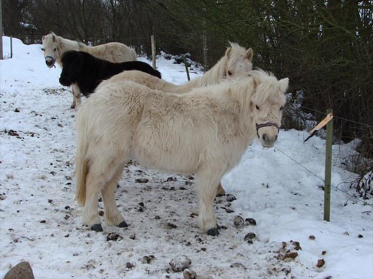 Palomino BW's Creme Unique billede 17