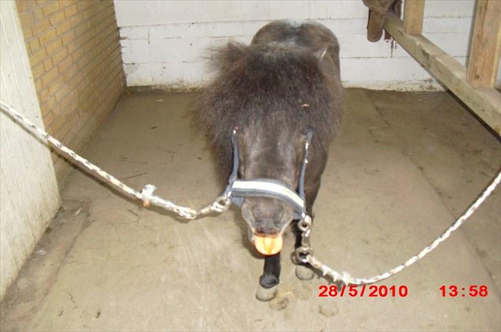 Shetlænder Goliath The Terminator - Du er som et snefnug, der er aldrig blevet fundet 2 af dig <3 billede 10