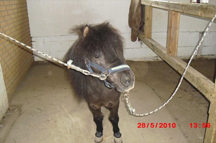 Shetlænder Goliath The Terminator billede 11