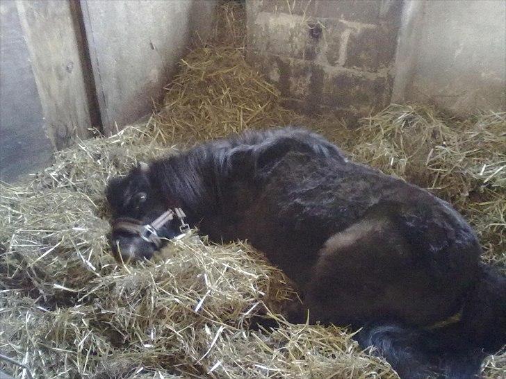 Shetlænder Goliath The Terminator - Never apologize for what you feel. It's like saying sorry for being real ♥ billede 12