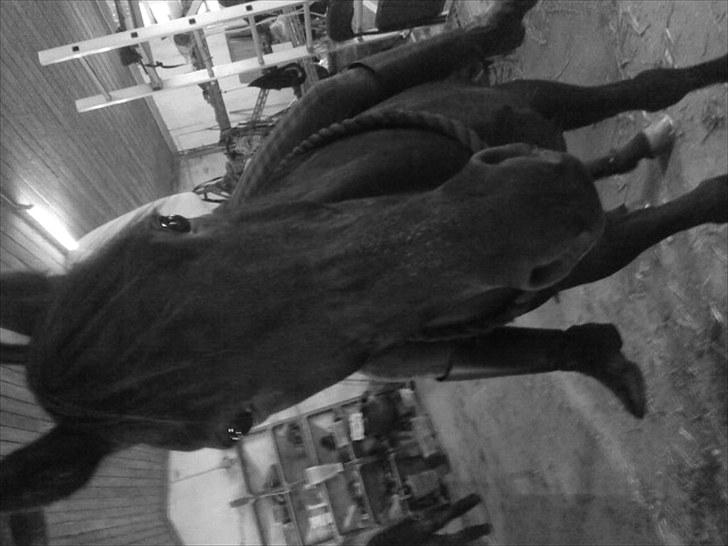 Traver zeb, R.I.P :'( ILY - billede, 19 . mega hygge dag med zeb og julie ii; undksyld det vender forkert /: billede 19