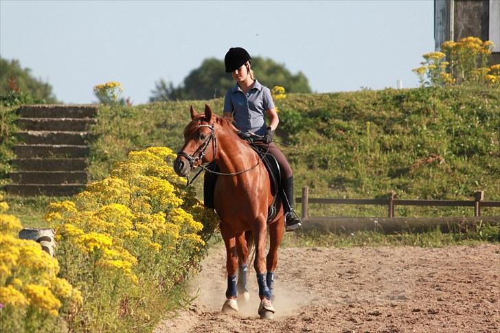 DSP Golden Empire - 2010. billede 17