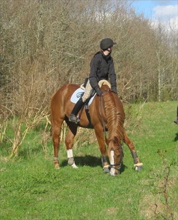 Dansk Varmblod Gaston Nørgaard  billede 11