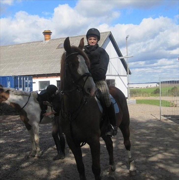 Dansk Varmblod Gaston Nørgaard  billede 12