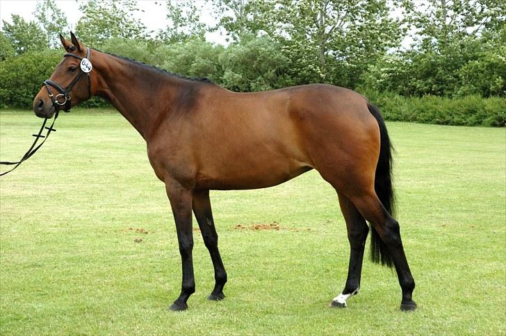 Dansk Varmblod Meldgårds Libell - Velkommen til Libells profil. 
Her ses hun til kåring i Ikast :) billede 1