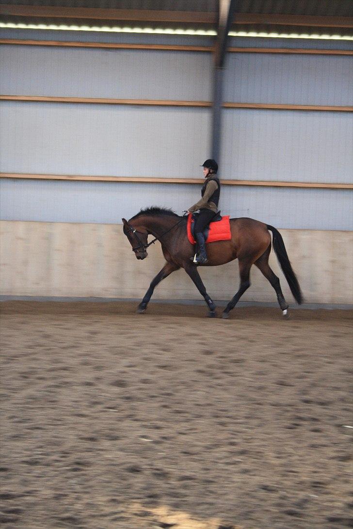 Dansk Varmblod Meldgårds Libell billede 3