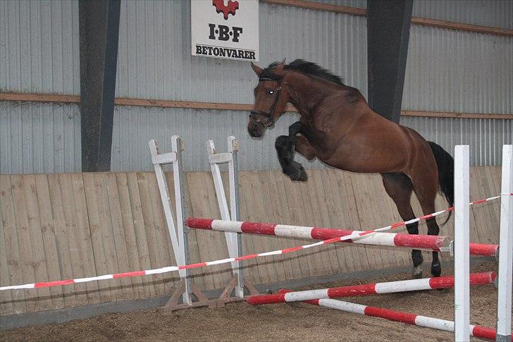 Dansk Varmblod Meldgårds Libell - Hun kan da godt springe :) 11-05-2011 billede 4