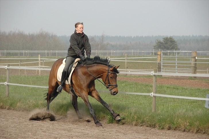 Dansk Varmblod Meldgårds Libell - Nej nej, det skilt ser godt nok farligt ud!! Rytter: Margit Ørum billede 11