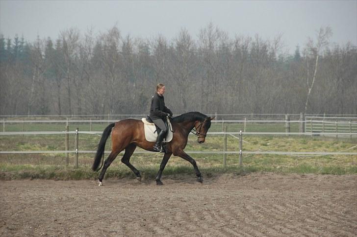 Dansk Varmblod Meldgårds Libell - Så flot hun er - og så kun 4 år gammel!
Rytter: Margit Ørum billede 6