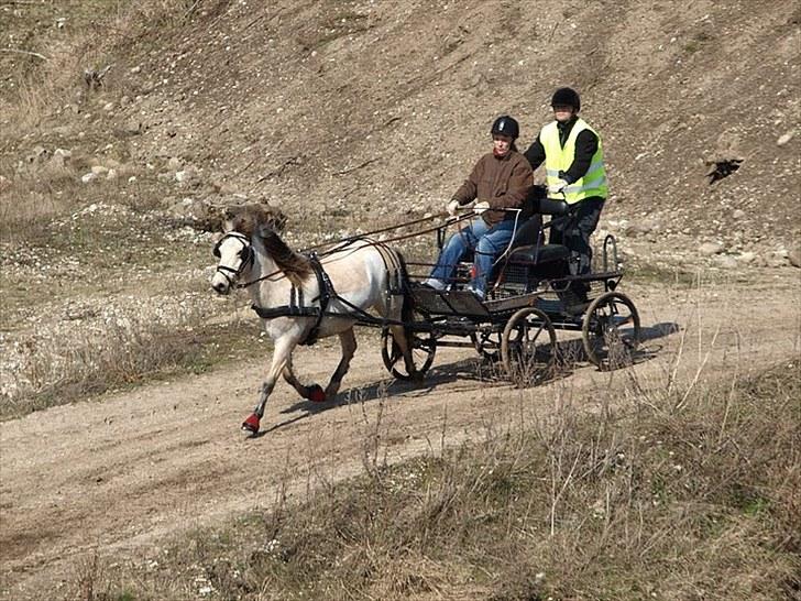 Gotlandsruss Tarpans hanette - Brommekøre påskestævne 2010. Vandt klassen og forspændingskontrol. billede 20