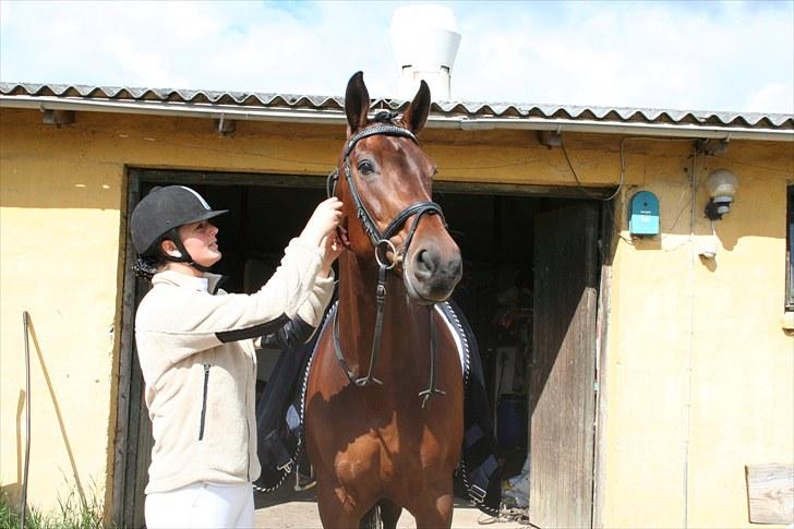 Dansk Varmblod D-Day billede 7