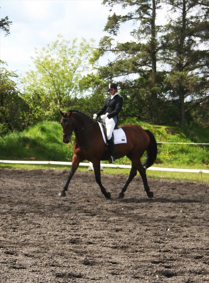 Dansk Varmblod D-Day billede 8