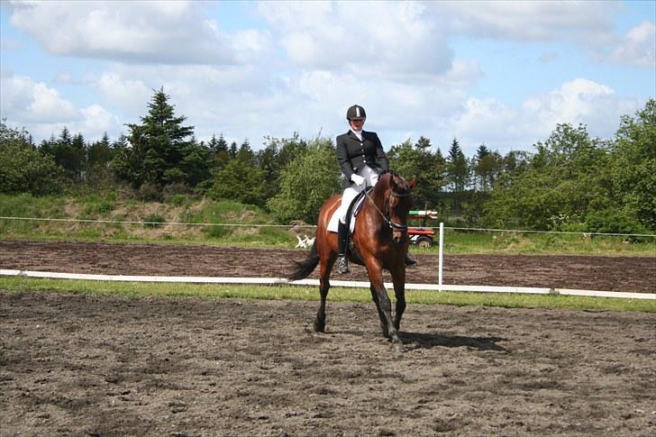 Dansk Varmblod D-Day billede 9