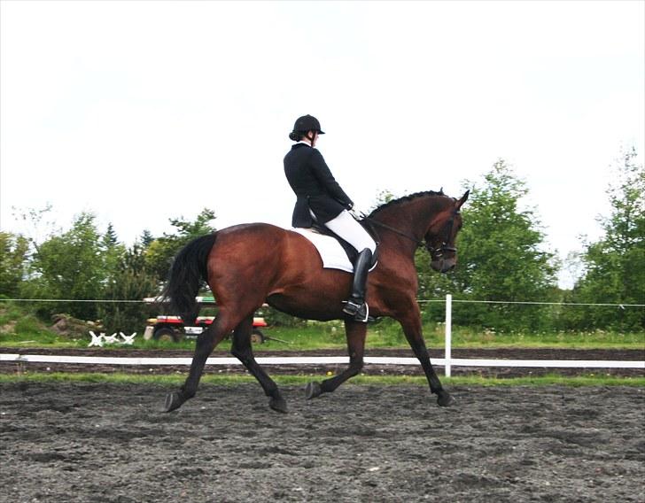 Dansk Varmblod D-Day billede 10