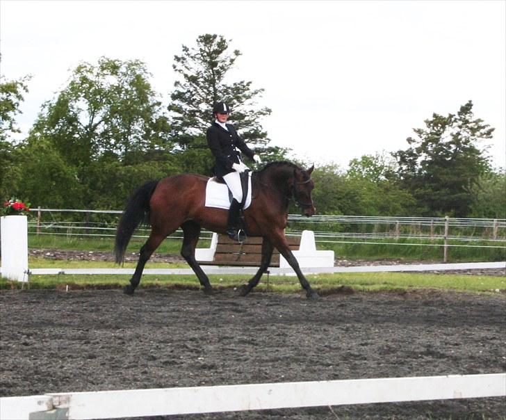 Dansk Varmblod D-Day billede 11