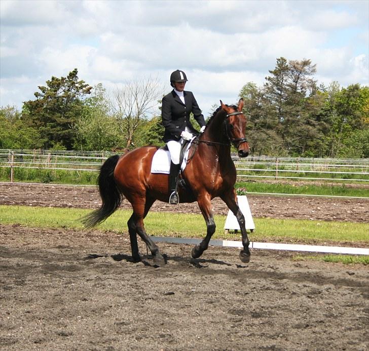 Dansk Varmblod D-Day billede 12