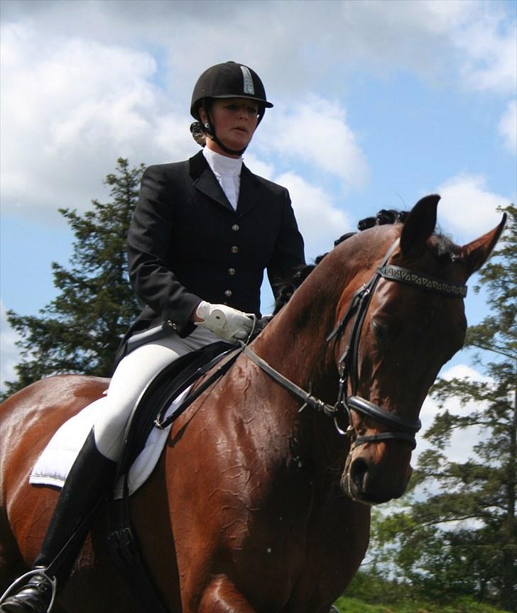 Dansk Varmblod D-Day billede 13