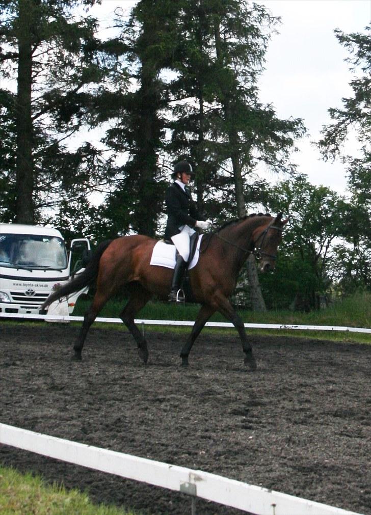 Dansk Varmblod D-Day billede 15