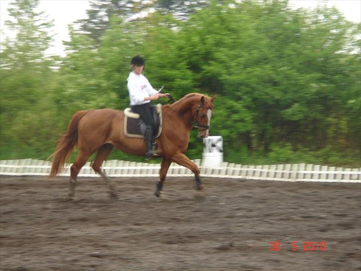 Oldenborg Pandoer - SOLGT :'( billede 19