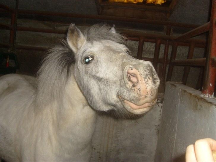 Anden særlig race Bonanza / Fræk af delle xD - bonanza snuser til min hånd :D billede 18