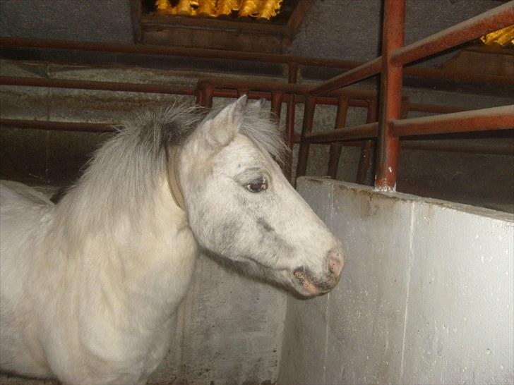 Anden særlig race Bonanza / Fræk af delle xD - "Uhh, der var noget interresant :O !" billede 19