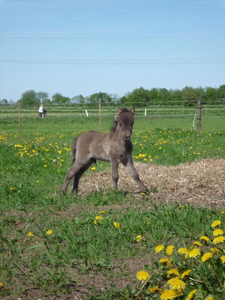 Anden særlig race  Zeus (':<3  billede 1