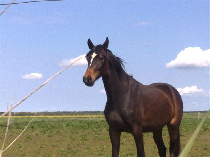 Dansk Varmblod Birkedals Electra billede 11