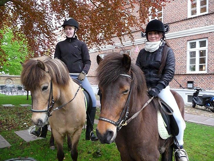 Islænder sóley fra Dalgård billede 13