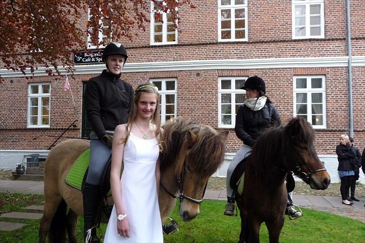 Islænder sóley fra Dalgård billede 14