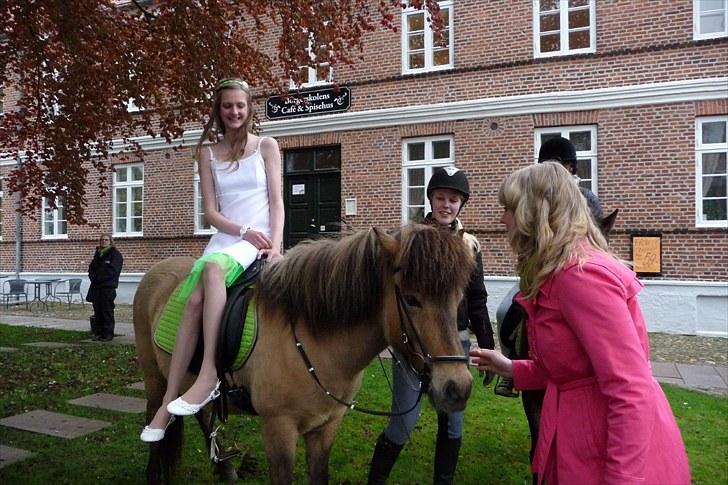 Islænder sóley fra Dalgård billede 15