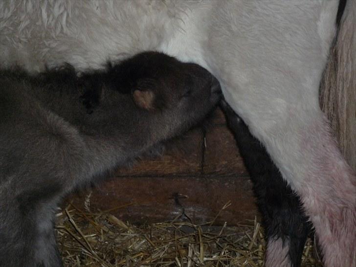 Anden særlig race  Zeus (':<3  billede 3