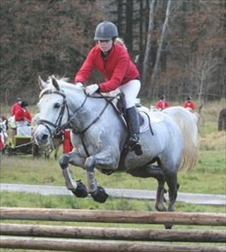 Shagya Araber (SH) Silke Mellemgård  B-Pony - 9* Hubertus 2010, var den første og blev den sidste!! <3 billede 8