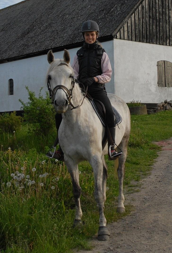 Shagya Araber (SH) Silke Mellemgård  B-Pony - 10*  Silke og jeg der hjemme<33 Jeg elsker dig virkelig pony, du er det bedste der er sket for mig<33 billede 9