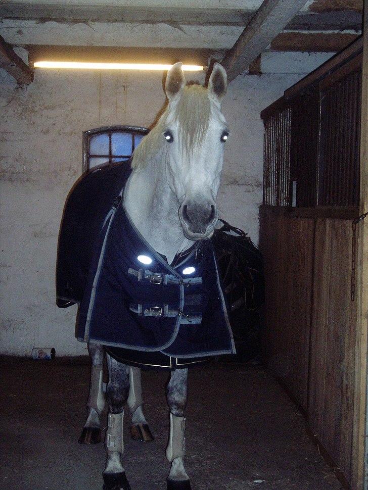 Shagya Araber (SH) Silke Mellemgård  B-Pony - 12* Nyt: d.30 dec. 2010 I stalden, efter en ridetur i sneen :D SmukkePony<33  billede 11