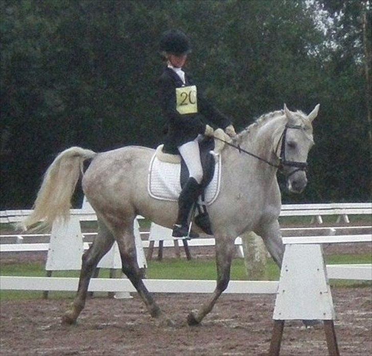 Shagya Araber (SH) Silke Mellemgård  B-Pony - 15* Falkenberg 2010 Military (dressur-delen) Hun var rigtig fin!! <3  billede 15