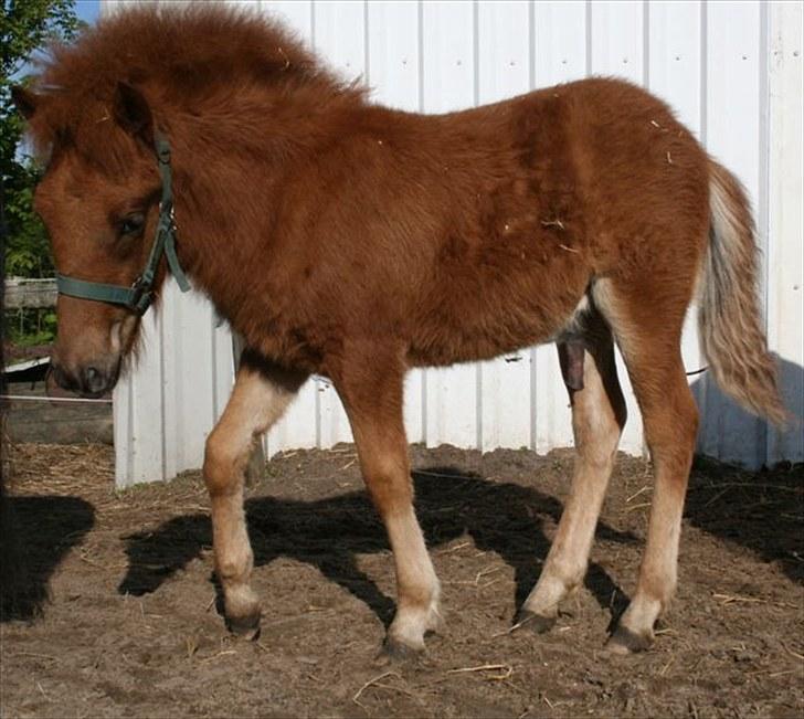 Islænder Lukas Vetur..solgt - sidste nye foto maj 2010 billede 9