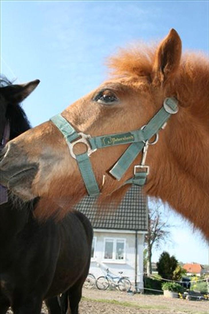 Islænder Lukas Vetur..solgt - maj 2010 billede 4